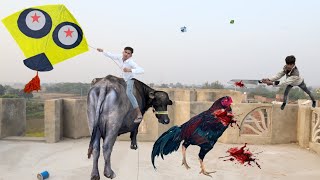 Kite Vs Caught Nasir Rooster With Eating  Gudda 2024 [upl. by Kaliski]