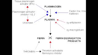 Fibrinolysis  Anticoagulation Pathway [upl. by Furtek]