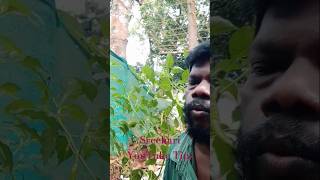 നാടൻ കൃഷി ഞാൻ വിളവെടുത്തു🌾🌱 [upl. by Niawtna]