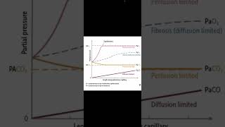 Perfusion Vs Diffusion limited in lung [upl. by Sulakcin]