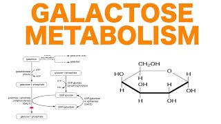 Galactose Metabolism [upl. by Aggri268]