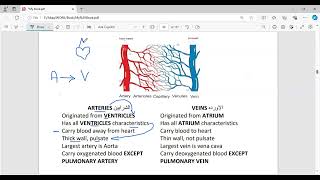 Arteries VS Veins BIOLOGY ESTSATACT [upl. by Ateuqal]