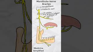 Mandibular Nerve Branches  Branches of Mandibular Nerve medicine anatomy shorts [upl. by Egiap]