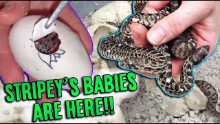 Our Baby Bullsnakes Hatched [upl. by Asreht]