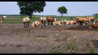 Opłacalność produkcji bydła mięsnego spada Co mówią hodowcy [upl. by Ardisj]