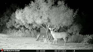 Trail Cam Photos amp Videos 080424081124  Lake Alan Henry Weather  Texas [upl. by Rockwell878]