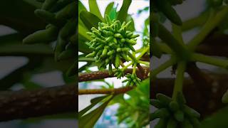 Bud Alstonia Scholaris tree [upl. by Westleigh]