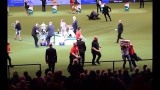 Activists Crash Crufts Best in Show to Protest Extreme Dog Breeding [upl. by Hunfredo]