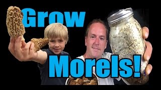 How to Grow Morel Mushrooms At HOME [upl. by Necyla261]