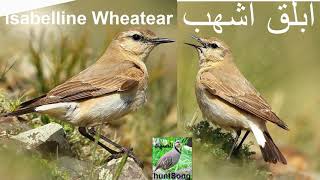 صوت ابلق اشهب صحراوي مهاجر song call isabelline wheatear [upl. by Aznaed]