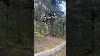 Zorro en el lago gutierrez 🦊⛰️ unmatambritodeviaje bariloche lagogutierrez ruta40🇦🇷 zorro [upl. by Auhsohey]