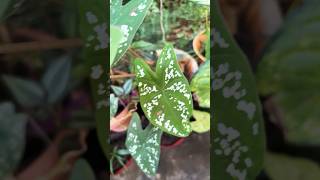 Caladiums or beautiful plants garden plantvarieties sumabhoopalam [upl. by Ruelu]