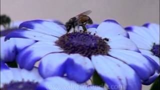 Bees over Florists Cineraria [upl. by Aleahc]