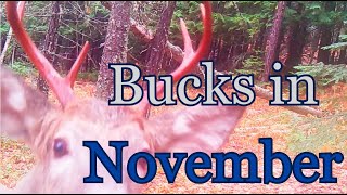 A Compilation of November Buck Activity [upl. by Adaline]