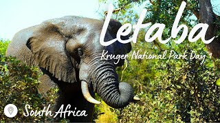 Kruger National Park Day 1 elephant attack  Letaba Restcamp  first time birding  Expedition Wild [upl. by Fiske663]