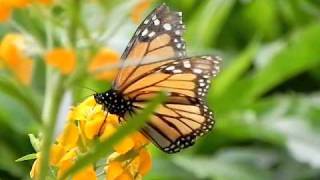 Monarch Butterfly Sipping Nectarmp4 [upl. by Nilahs]