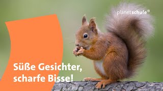 Nagetiere stark und vielseitig  Frage trifft Antwort  planet schule [upl. by Ayiotal]