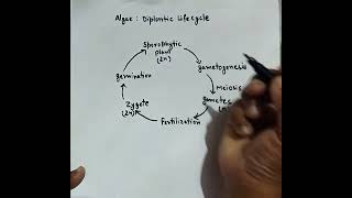 Diplontic life cycle in algae  diagram with important points [upl. by Aran]