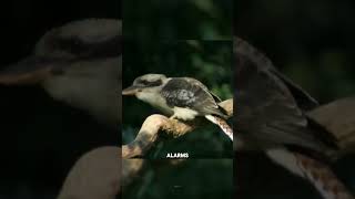 This bird can imitate any sound [upl. by Faxen]