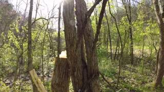 Harvesting osage orange for bow making [upl. by Ailerua]