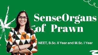 Sense Organs of Prawn l NEET BScll Year and MSc l Year l DrRanjana Gupta l [upl. by Nimrahc]