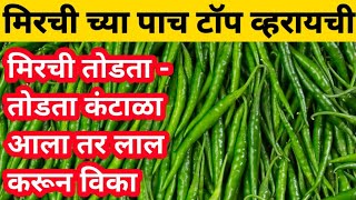 Mirchi lagwad Top Varatiy मिरची च्या टॉप व्हरायटी वाण  जाती लाल करून विकता येणाऱ्या मिरची चे वाण [upl. by Herra]