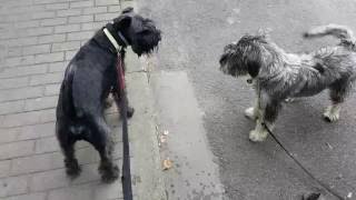 Standard Schnauzer Jazz meeting a new tailwiggling friend [upl. by Nek]