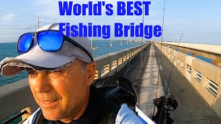 Worlds BEST Fishing Bridge Was LOADED FL Keys Bridge Fishing [upl. by Nickolai705]