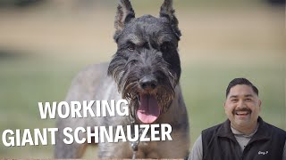 WORKING WITH RARE AND DIFFICULT BREED THE PEPPER SALT GIANT SCHNAUZER [upl. by Adnocahs]