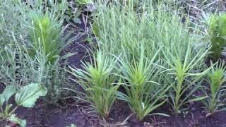 Лиатрис колосковый из семян  Liatris spicata from seeds [upl. by Simonette]