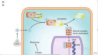 Corticosteroids amp Antagonists  Katzung  Online session UrduHindi [upl. by Bechler]