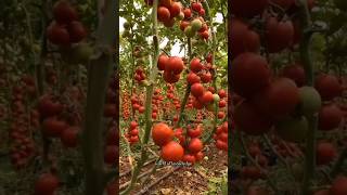 Tamato farming in chainatamato greenhouse farmingyoutubeshorts facts factscience [upl. by Ailemak]