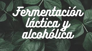 Fermentación Láctica y Alcohólica [upl. by Airb]