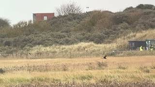 Hen Harrier at Donna Nook [upl. by Peterec]