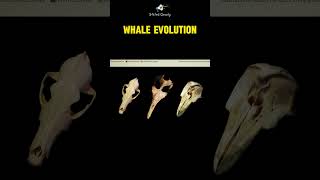 Evolution of the Whales blowhole [upl. by Orvas]