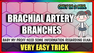 Brachial Artery Branches [upl. by Andee]