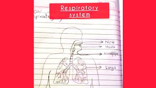 Respiratory system drawing with pencil easydrawing respiratorysystem pencildrawing [upl. by Anisamoht]