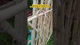 Madhya Pradesh Bamboo Plants 7000414930 8462980916 bambooplants tuldabamboo ecofriendly [upl. by Asusej]