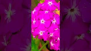 Phlox flowers blooming in three Shades gardening phlox [upl. by Nahtanohj510]