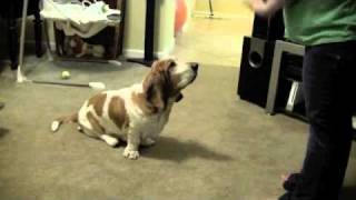 Basset Hound Tricks [upl. by Nomar]