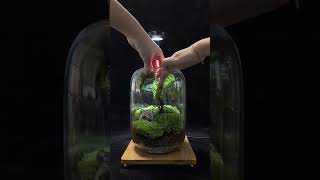 Decor Terrarium 7 terrarium trending aquarium terrariumart terrariumlove plants [upl. by Hugo623]