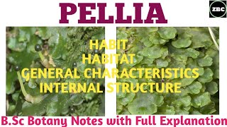 PELLIA  Classification External and Internal StructureBsc Botany Notes with Full ExplanationZBC [upl. by Hadeehuat786]