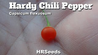 ⟹ Hardy Chili Pepper  Capsicum flexuosum  Pod Review [upl. by Kennedy]