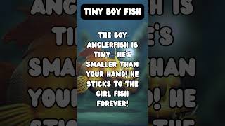 Anglerfish Fun Facts 7 of 15 homeschool forkids kidslearning learning education educational [upl. by Lisan]