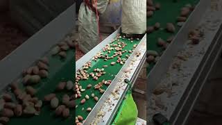 BL60 Peanut color sorter machine peanut [upl. by Aneerbas]