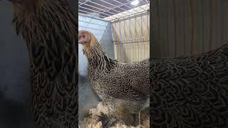 pencilled brahma hen chickens bantam [upl. by Teador]