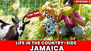 LIVING IN THE COUNTRY IN JAMAICA  GOAT FOR SALE  Episode 3 [upl. by Savell385]