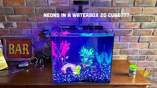 Neon tetras in a Waterbox 20 cube issues Im back [upl. by Petite]