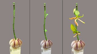 Just need Garlic and immediately the orchid will sprout on the branch and bloom forever [upl. by Oht]