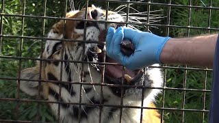 Feeding Siberia the Amur Tigress at Hertfordshire Zoo [upl. by Ahsekin777]